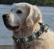 Golden Retriever collar