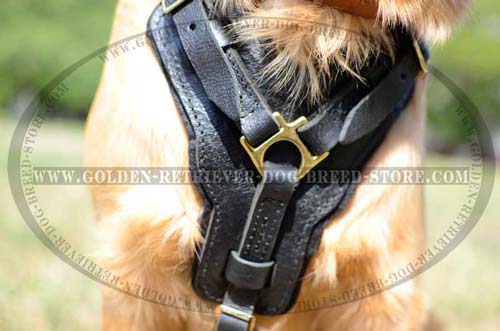Leather Harness for Sporty Dogs