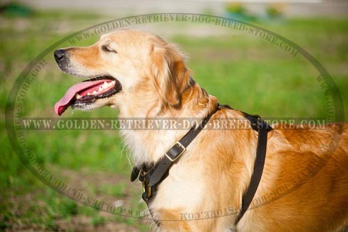 Comfortable Padded Chest Leather Harness