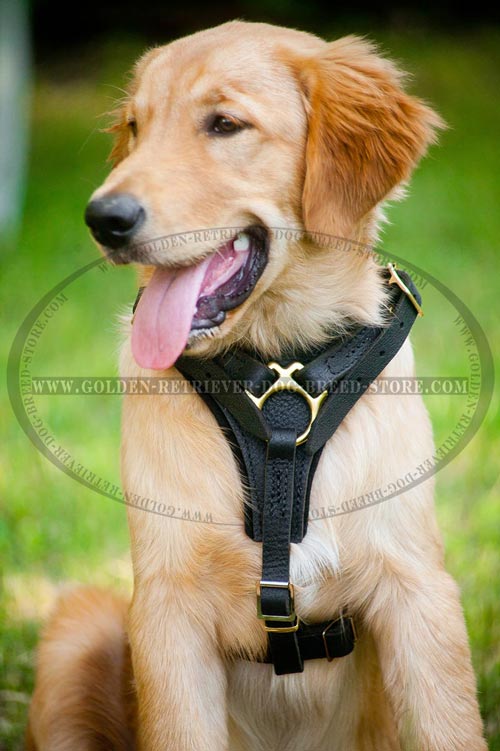 Leather Harness for Active Dogs