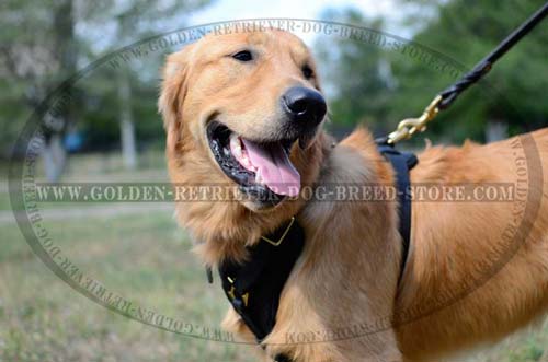 Leather Golden Retriever Harness for Daily Walking