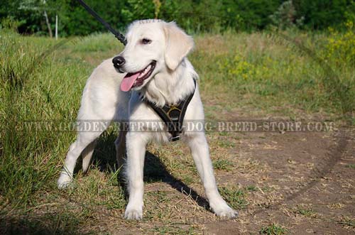 Leather Golden Retriever Harness for Walking