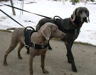 nylon dog harness for walking 