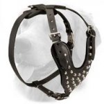 Walking Leather Golden Retriever Harness with Nickel Pyramids