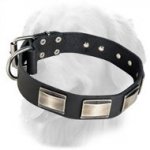 Gorgeous Golden Retriever Leather Collar with Nickel Plates
