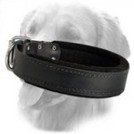Golden Retriever Extra Comfy Padded Leather Collar