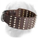 Wide Leather Golden Retriever Collar with Nickel Plated Spikes and Pyramids