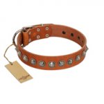 "Silver Spike" Handmade FDT Artisan Tan Leather Golden Retriever Collar with Old Silver-Like Spikes