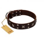 "Bigwig Woof" FDT Artisan Brown Leather Golden Retriever Collar with Chrome Plated Stars and Square Studs