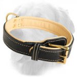 Golden Retriever Classic Nappa Padded Leather Collar
