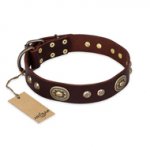 "Breath of Elegance" FDT Artisan Decorated with Plates Brown Leather Golden Retriever Collar