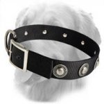 Golden Retriever Nylon Collar with Silver Conchos