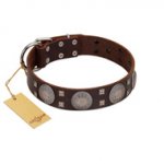 "Sun in Barchans" Modern FDT Artisan Brown Leather Golden Retriever Collar with Engraved Stars on Round Plates and Studs