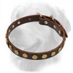 Golden Retriever Leather Collar Small Brass Circles