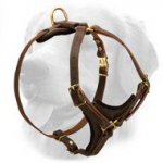 Universal Leather Harness for Tracking and Walking