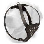 Small Designer Leather Golden Retriever Harness with Studs