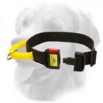 Nylon Collar with Strong Handle and Quick Release Buckle