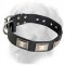 Gorgeous Golden Retriever Leather Collar with Nickel Plates
