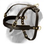 Golden Retriever Leather Harness for Pulling