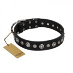 "Genteel Charm" FDT Artisan Black Leather Golden Retriever Collar with Silver-like Round Conchos