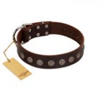"Starry-Eyed" Best Quality FDT Artisan Brown Designer Leather Golden Retriever Collar with Small Plates