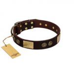 "Bow-Wow Effect" FDT Artisan Brown Leather Golden Retriever Collar with Plates and Ornate Studs