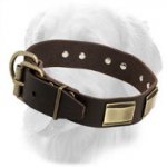 Designer Leather Golden Retriever Collar with Brass Plates