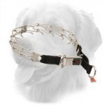 Stainless Steel Golden Retriever Pinch Prong Collar with Nylon Loop and Click Lock Buckle