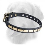 Golden Retriever Leather Collar Small Brass Plates