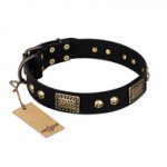 "Biker Style" FDT Artisan Black Leather Golden Retriever Collar with Old Bronze Look Plates and Skulls