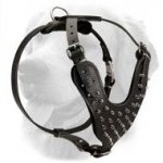 Stunning Fashionable Spiked Leather Collar