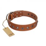 "Silver Age" Fashionable FDT Artisan Tan Leather Golden Retriever Collar with Silver-Like Studs