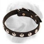 Golden Retriever Leather Collar with Half-Ball Studs