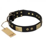 "Spanish night" FDT Artisan Fashionable Leather Walking Golden Retriever Collar