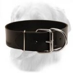Leather Collar 50 mm for Walking and Training