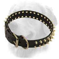 Designer Leather Golden Retriever Collar with Brass Spikes