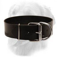 Leather Collar 50 mm for Walking and Training