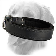 Golden Retriever Extra Comfy Padded Leather Collar