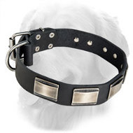 Gorgeous Golden Retriever Leather Collar with Nickel Plates