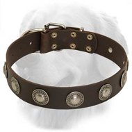 Gorgeous Wide Leather Dog Collar With Silver Conchos