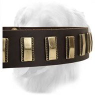Unique Design Leather Collar with Shiny Brass Plates