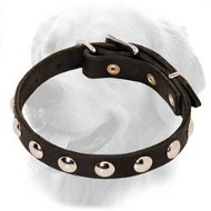 Golden Retriever Leather Collar with Half-Ball Studs
