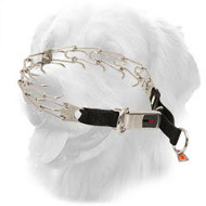 Stainless Steel Golden Retriever Pinch Prong Collar with Nylon Loop and Click Lock Buckle