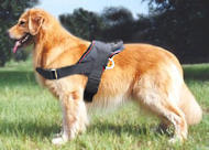 Golde Retrieve Nylon multi-purpose dog harness- tracking/pulling