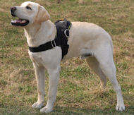 nylon dog harness