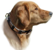 Golden Retriever dog collar