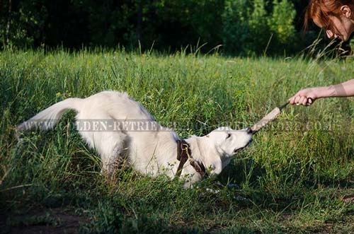 Jute Golden Retriever Bite Tug for Training Purposes