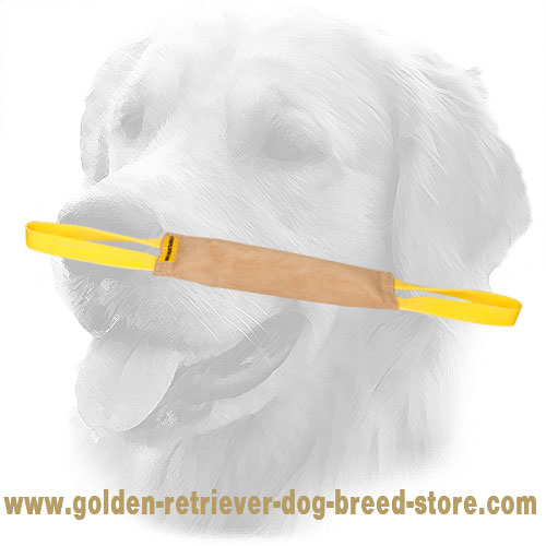 Golden Retriever Bite Tug for Effective Training