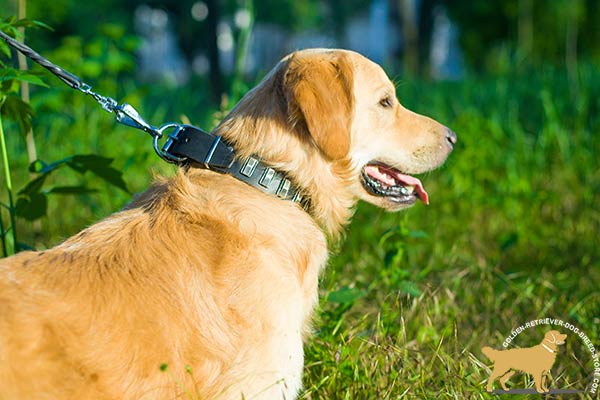Stylish Leather Golden Retriever Collar