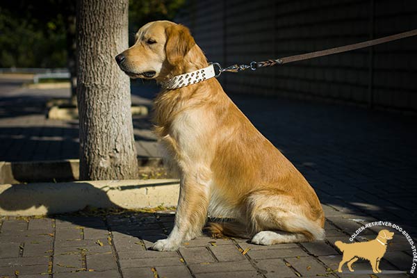 Designer White Leather Golden Retriever Collar with Spikes